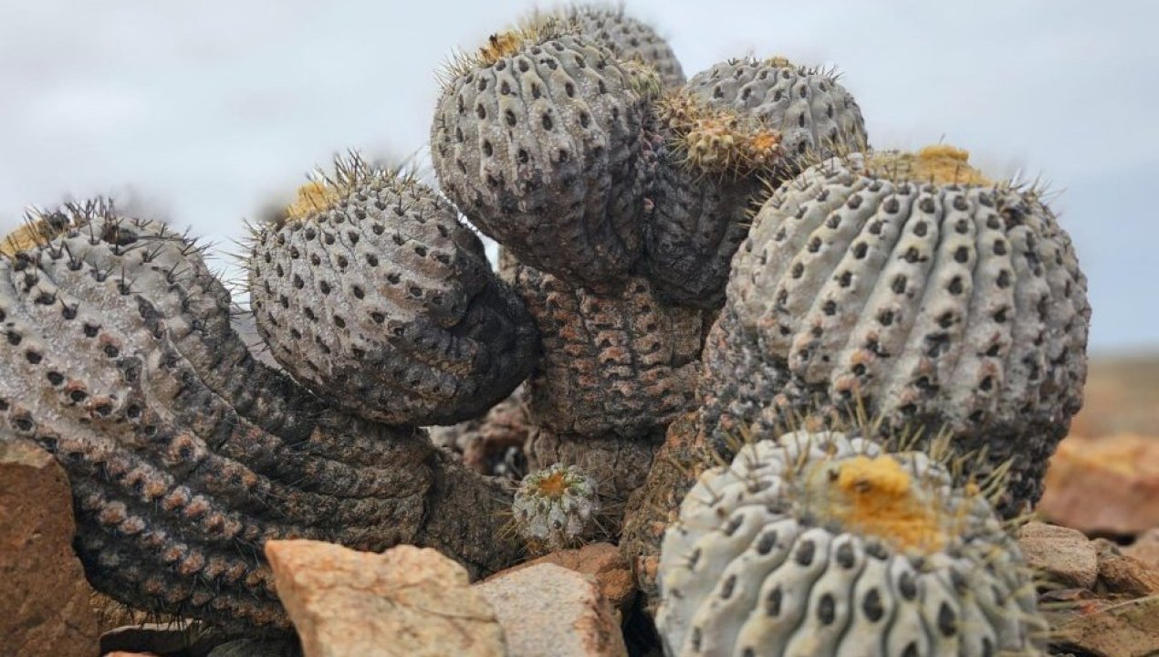 /taltal-cae-red-internacional-de-trafico-de-cactus