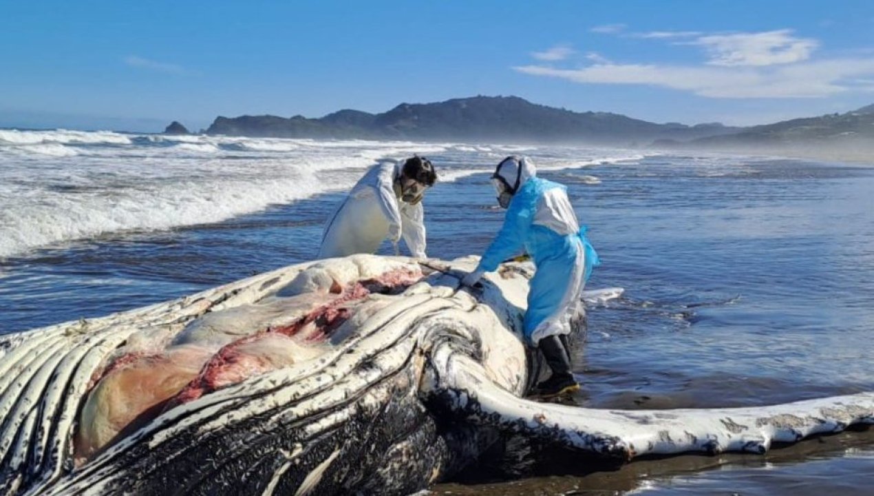 /ballena-jorobada-aparece-muerta-en-chonchi-investigan-posible-intervencion