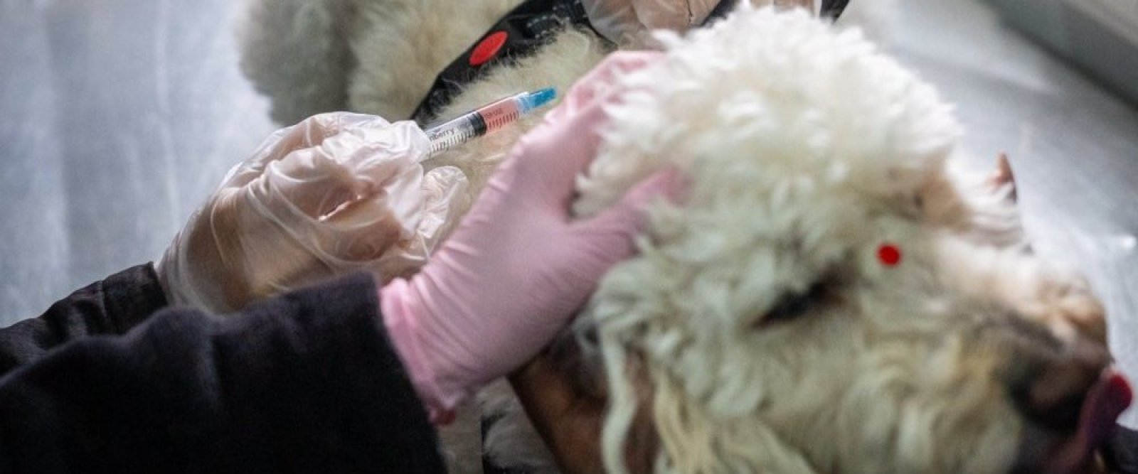 Illapel refuerza la protección de las mascotas