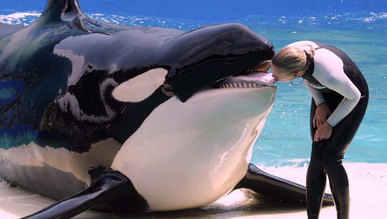 /free-lolita-orca-sera-liberada-despues-de-mas-de-50-anos-en-cautiverio