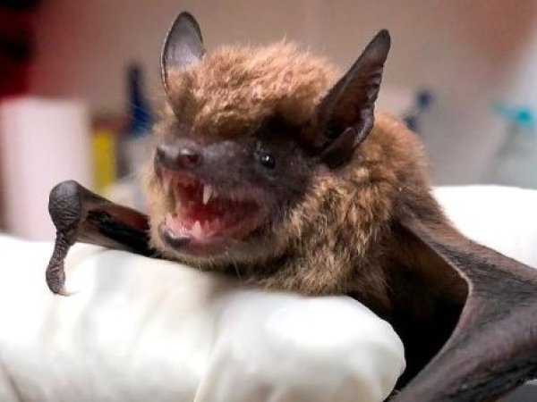 Seremi de Salud activó operativo tras detección de murciélagos con rabia en Pucón