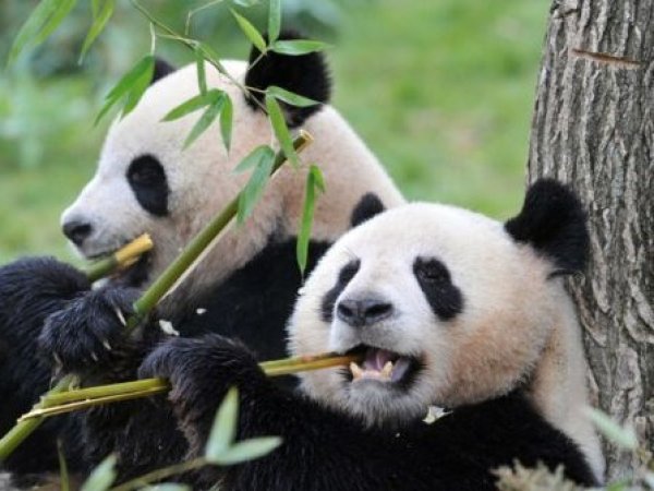 El panda gigante logró dejar atrás la categoría de “en peligro de extinción”