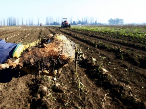 Subsecretario de Agricultura aborda crisis remolachera y situación de viñateros en Ñuble
