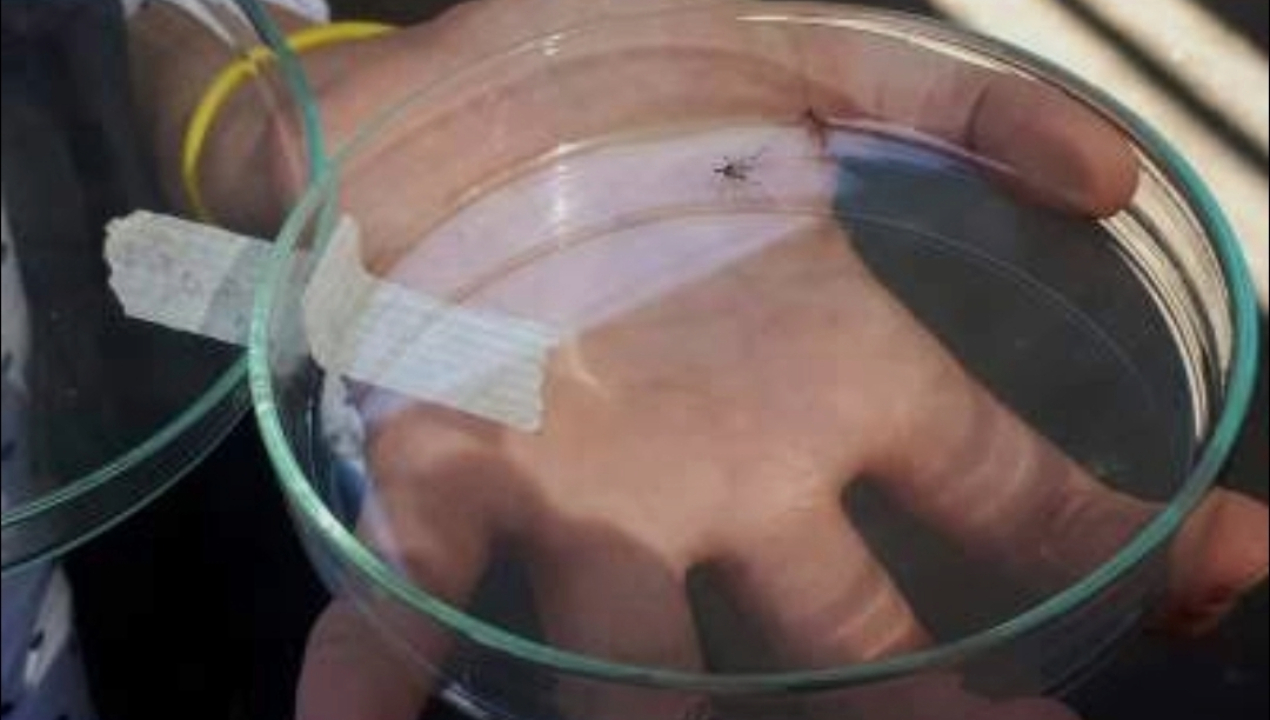 /tocopilla-seremi-de-salud-detecta-presencia-de-larva-de-mosquito-aedes